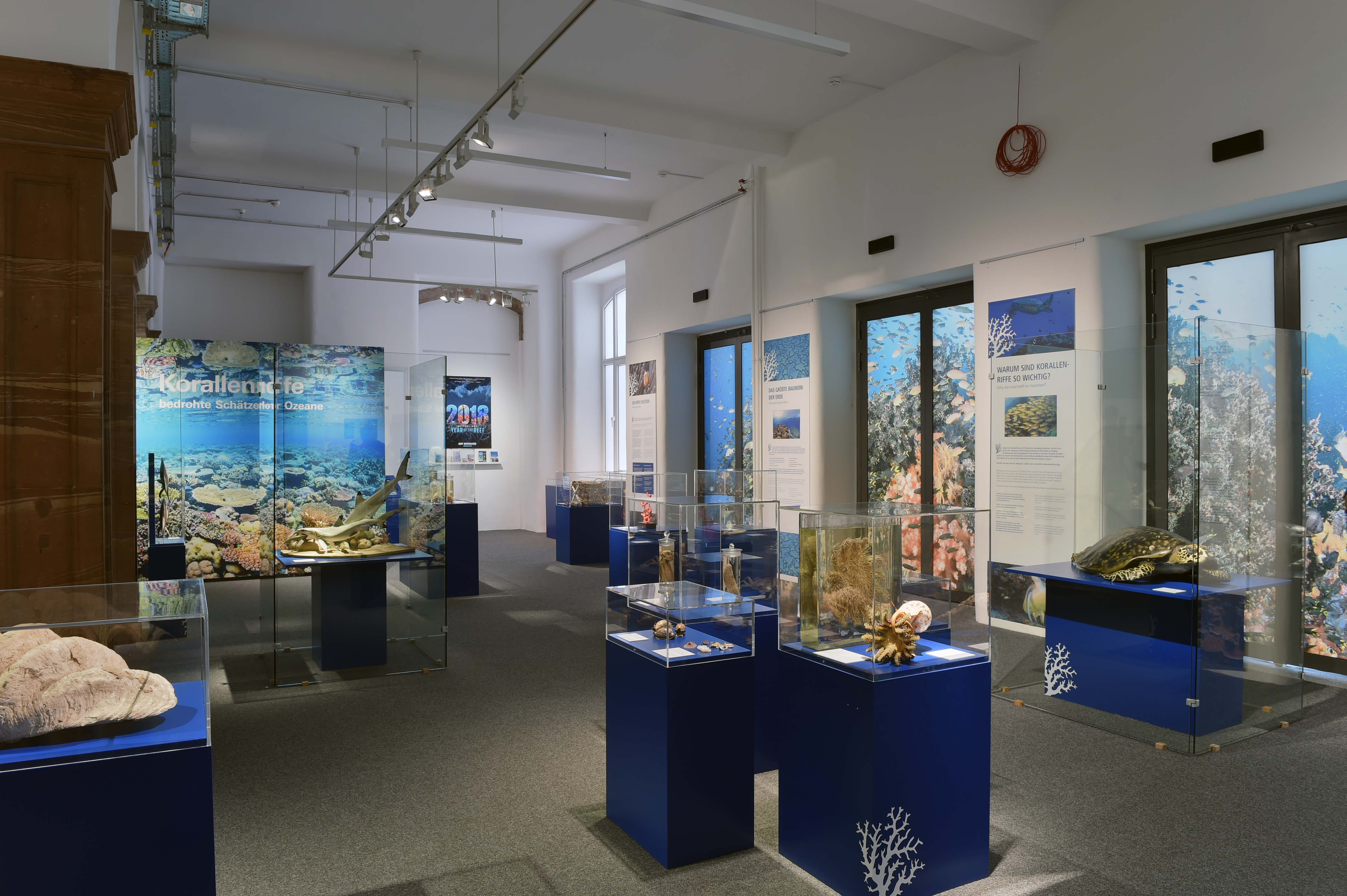 Ausstellungsraum Korallenriffe