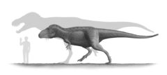 Pm Tarbosaurus 26.06.2019