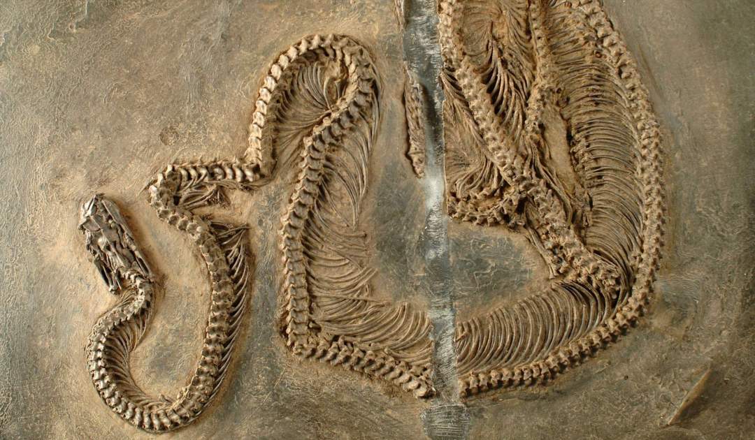 Fossil Snake with Infrared Vision · Senckenberg Naturmuseum Frankfurt