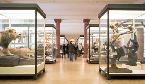 viele Besucher im Museum bei Säugetiere