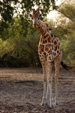 Kordofan-Giraffe