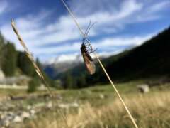 Köcherfliegen (Trichoptera)