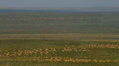 Mongolische Gazellen Herde