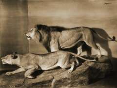 Historische Aufnahme Massai-Löwen