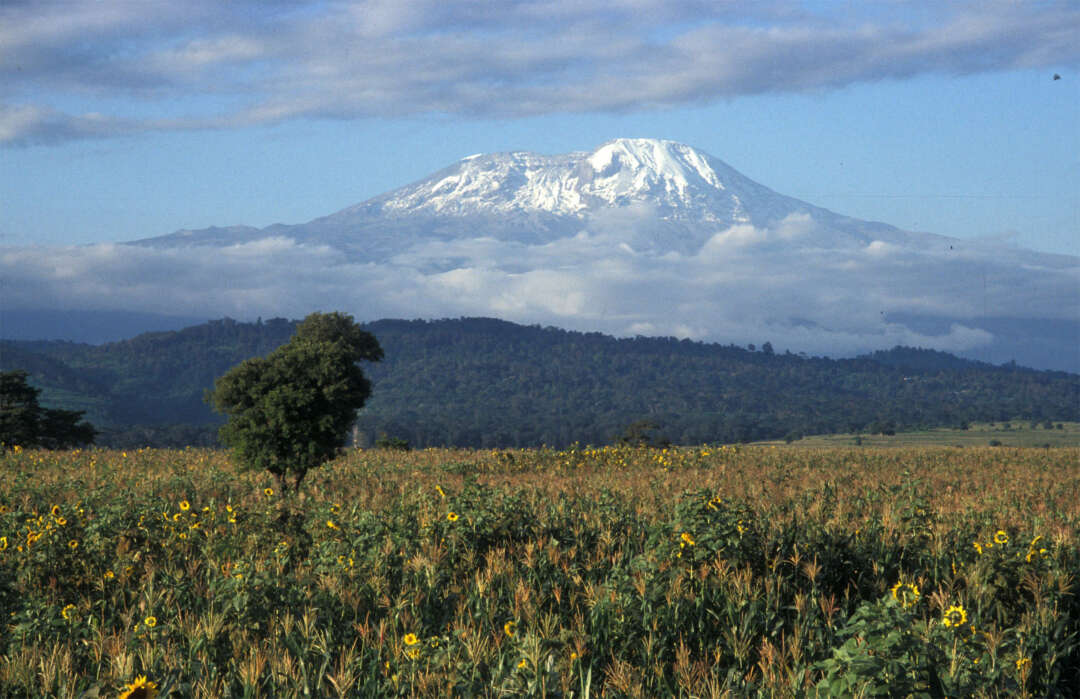 Kilimanscharo Ostafrika