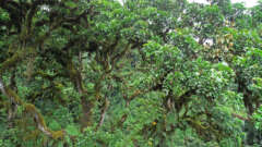 Mrusunga Forest