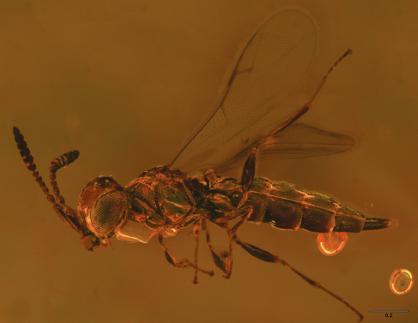 ﻿Archaeoteleia Masner in the Cretaceous and a new species of Proteroscelio Brues (Hymenoptera, Platygastroidea)