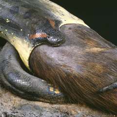 Anaconda mit Wasserschwein