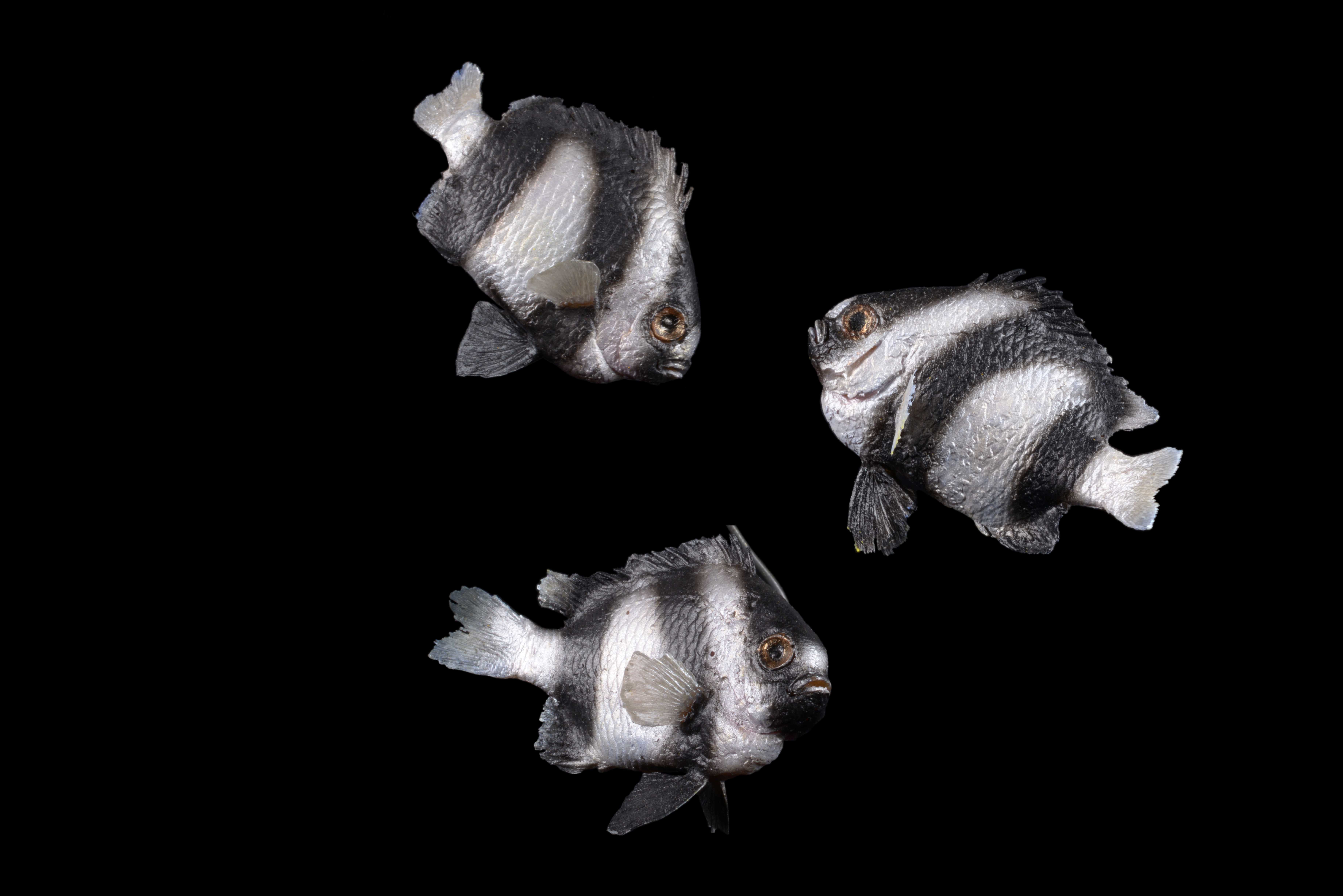 Dreibinden-Preußenfische