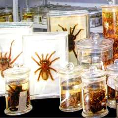 Sammlung Arachnologie