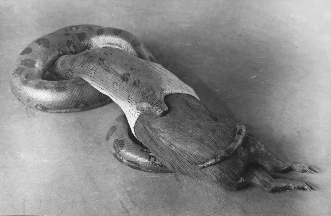 Anakonda mit Wasserschwein 1927