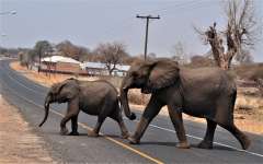Wie diese Elefanten in Botswana hielten sich Säugetiere weltweit 36 Prozent näher an Straßen auf.