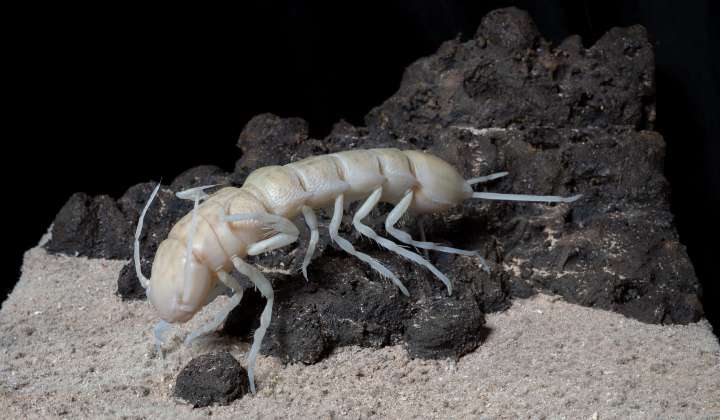 Tiefsee-Krebs Macrostylis metallicola. Senckenberger Dr. Torben Riehl hat ihn nach seiner Lieblingsband Metallica benannt, um auf die Umweltprobleme durch den drohenden Tiefseebergbau aufmerksam zu machen.