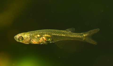 Mini-Fisch Nur 12 Millimeter lang, aber über 140 Dezibel laut: danionella cerebrum