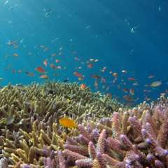 Korallenriff Unsplash