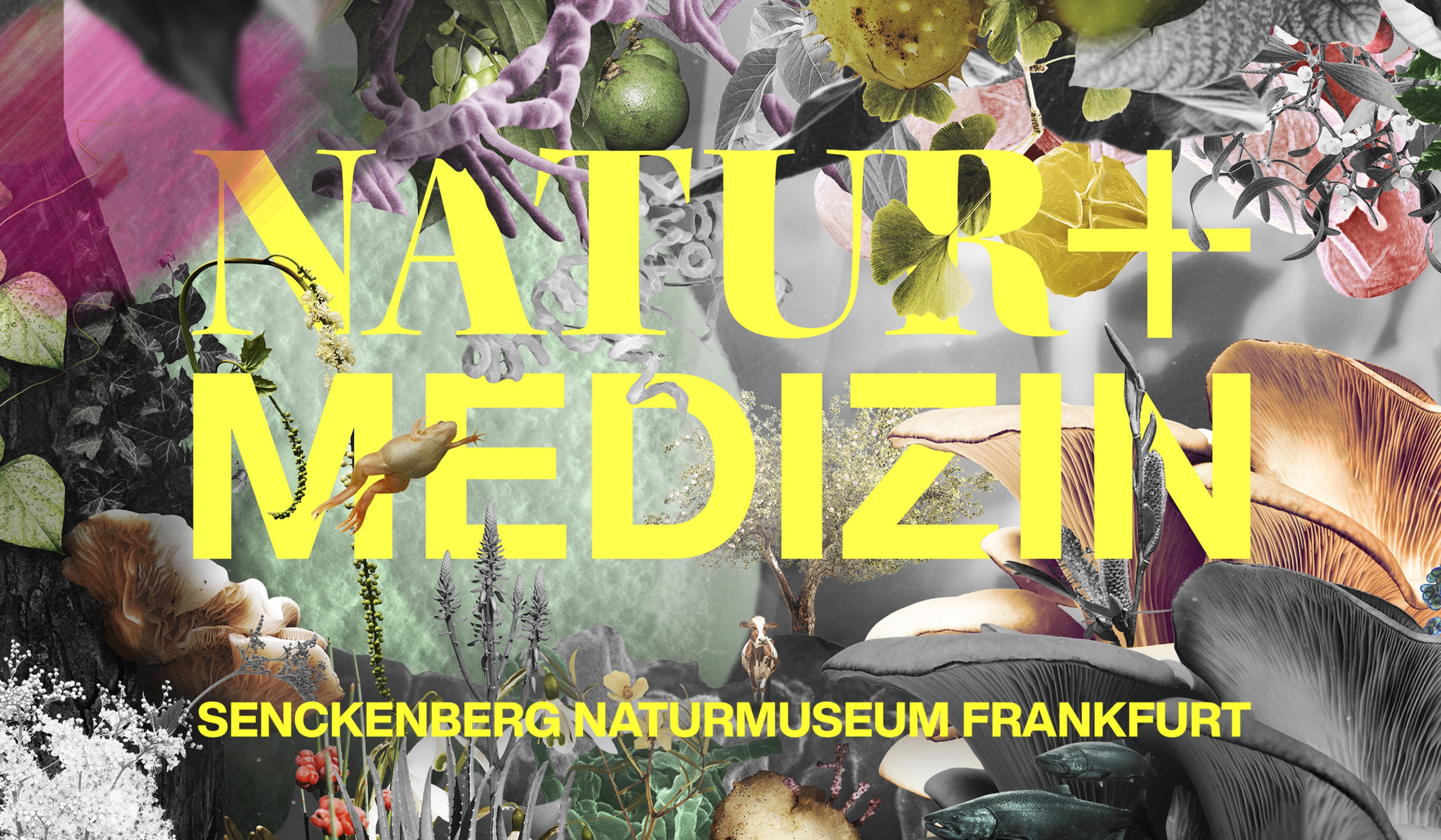 neue Dauerausstellung Natur + Medizin ab 18.4.2024 im Senckenberg Naturmuseum Frankfurt