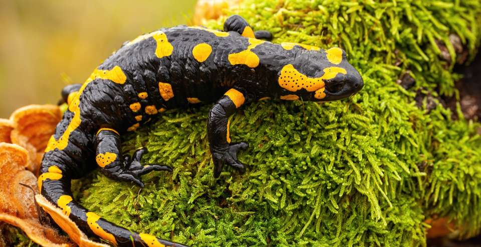 Top view of a whole fire salamander on moss and fungus
